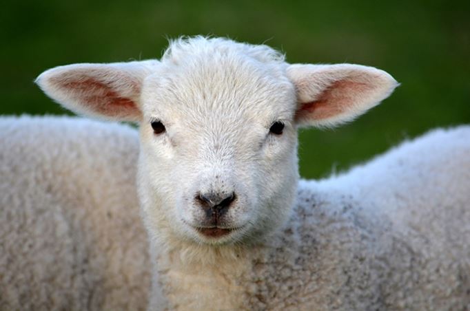L'agneau, animal symbolisant l'innocence