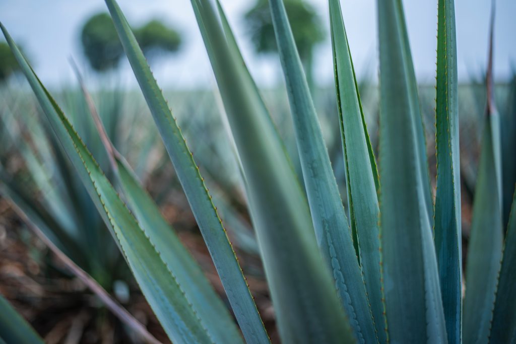 Les agaves, plantes cactées d'où est extrait le fameux sirop d'agave